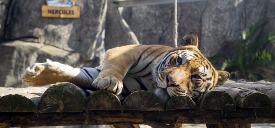 ASLAN PARK