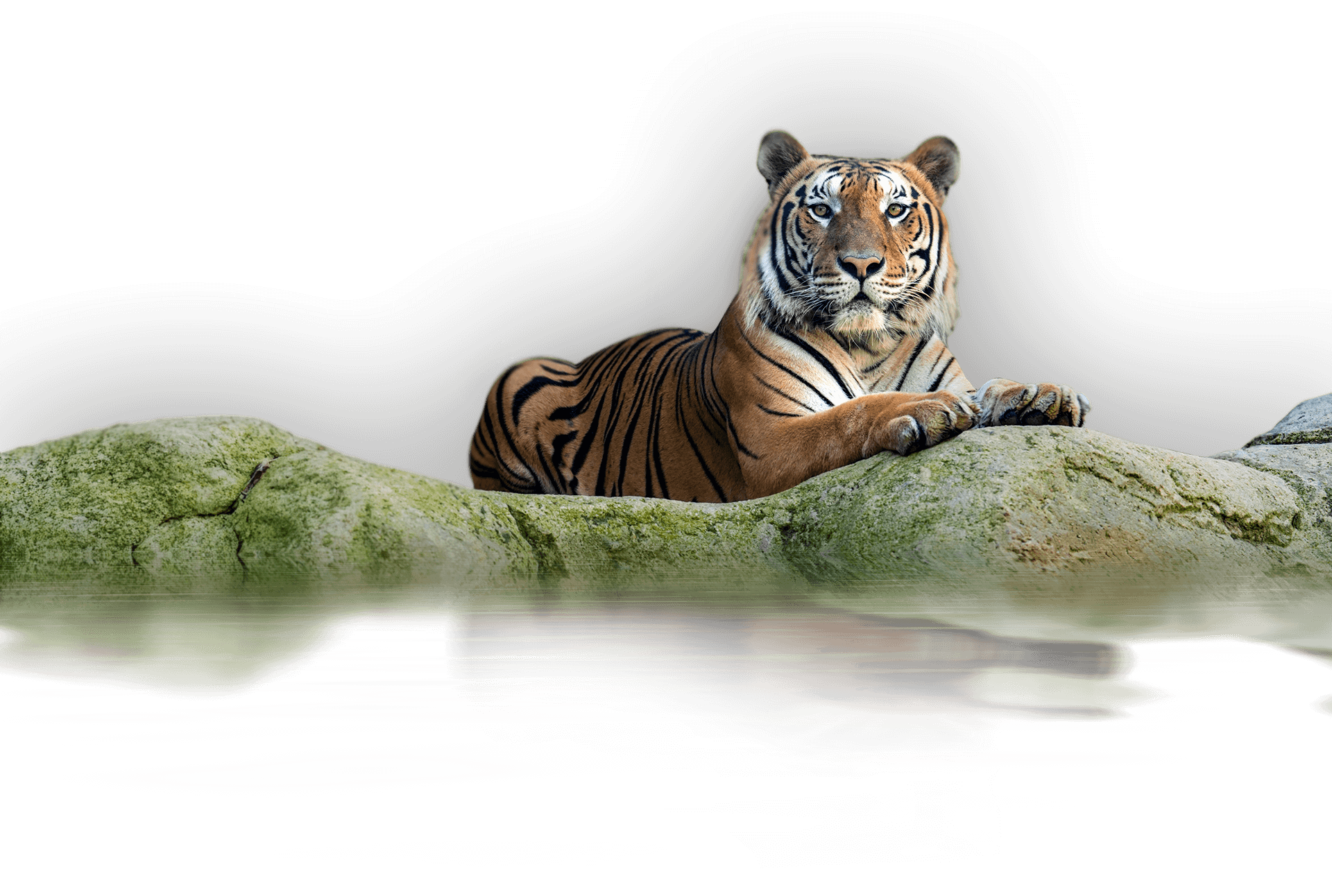 ASLAN PARK