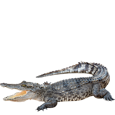 Nil Timsahı