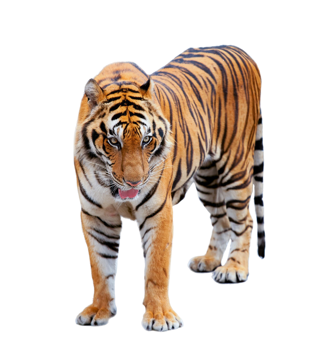 Bengal Kaplanı