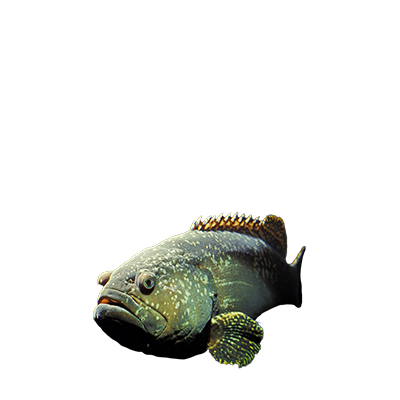 Orfoz